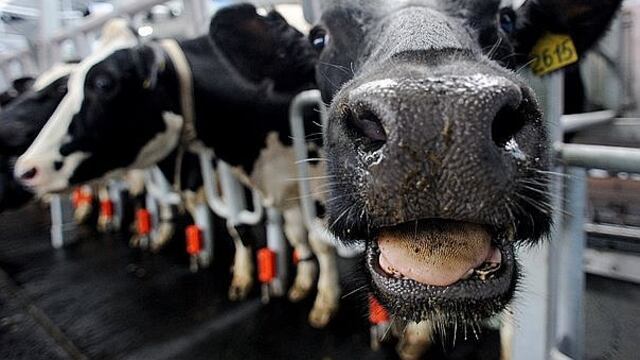 ​EE.UU.: Mataron 500 mil vacas para subir ilegalmente el precio de la leche