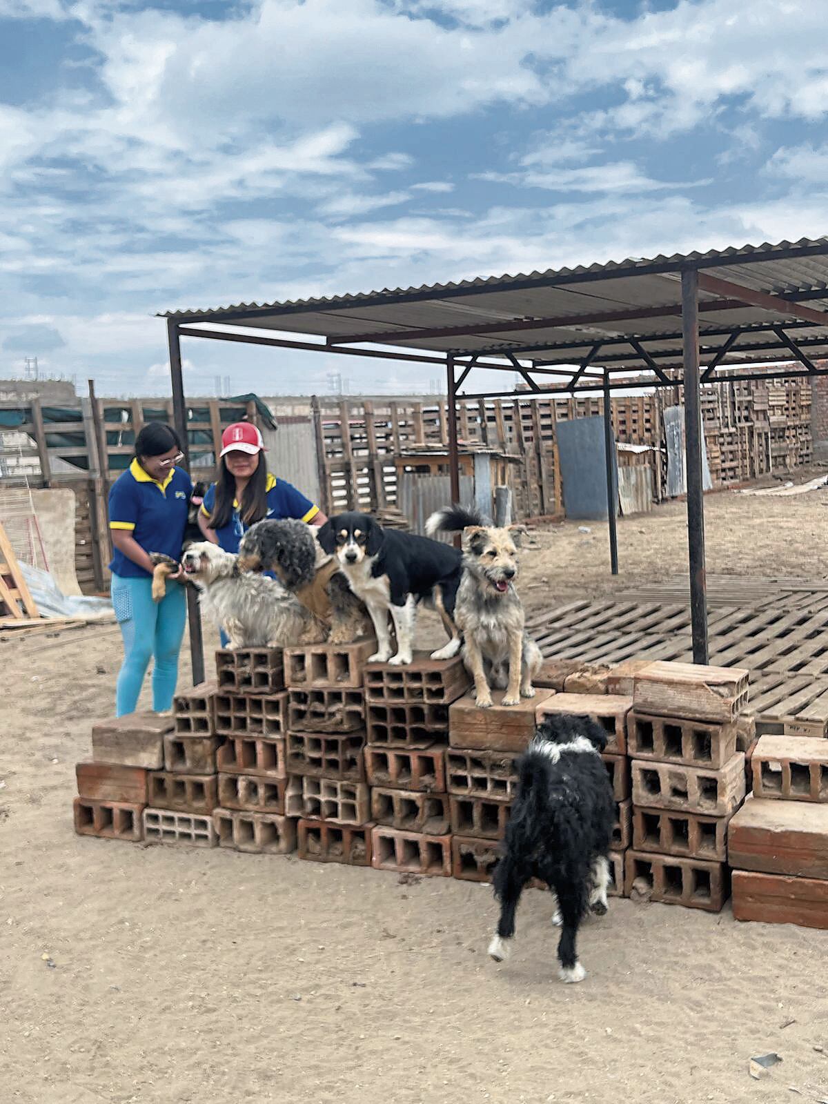 Buscan fortalecer adopción de perros. (Foto: GEC)