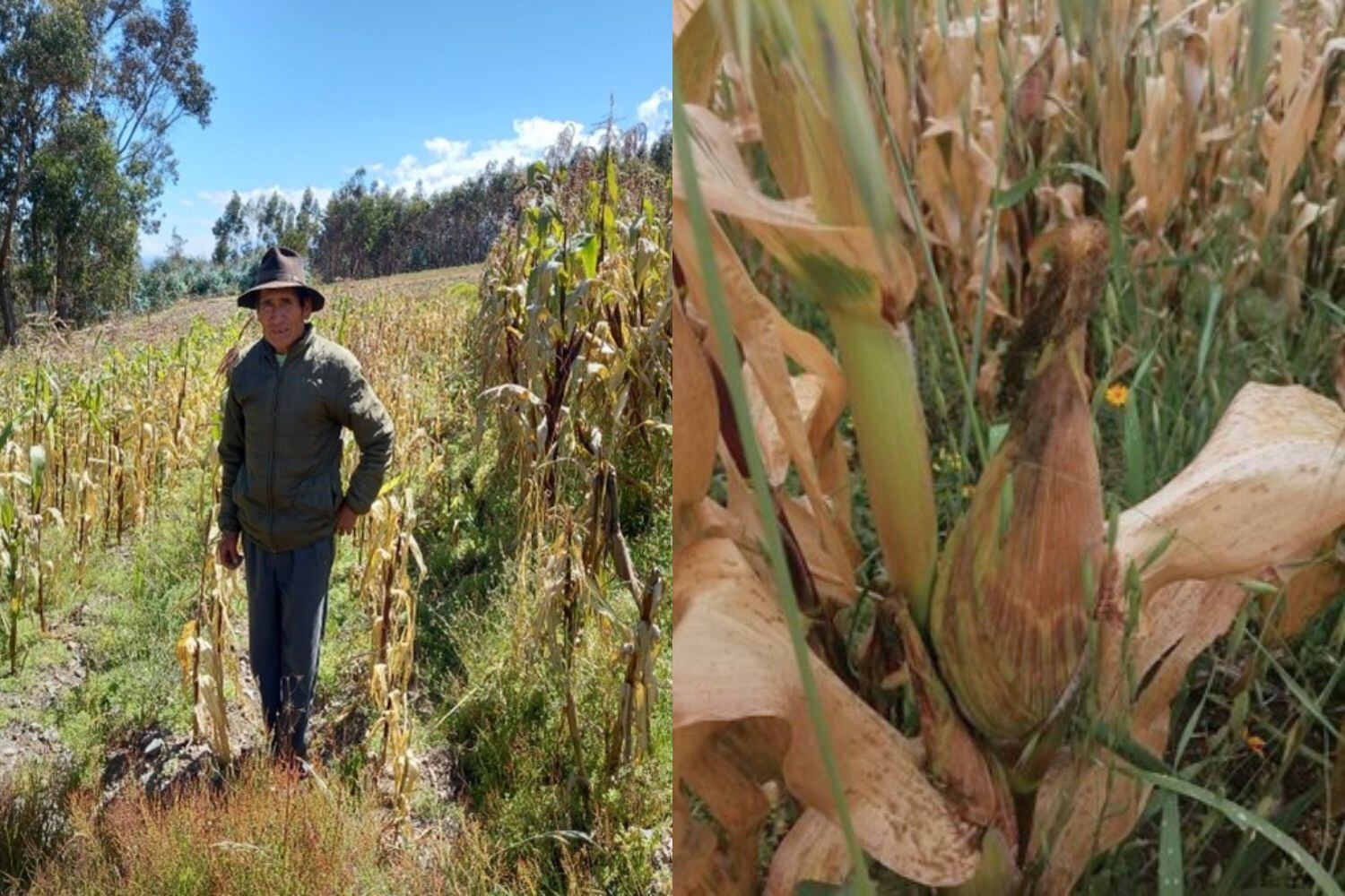 El descenso de la temperatura viene dañando plantaciones de maíz, papa, habas, entre otros productos.