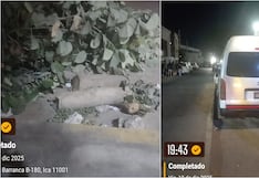 Ica: denuncian tala ilegal de árboles para habilitar estacionamiento informal