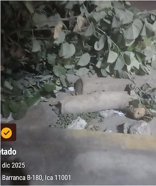 Ica: denuncian tala ilegal de árboles para habilitar estacionamiento informal