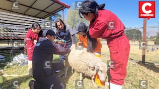 ‘Anomalía Pupote’, el mal que afecta también al ganado ovino en Junín