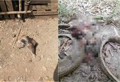 Palpa: delincuentes se roban a los cerdos y dejan la cabeza y las vísceras en corral