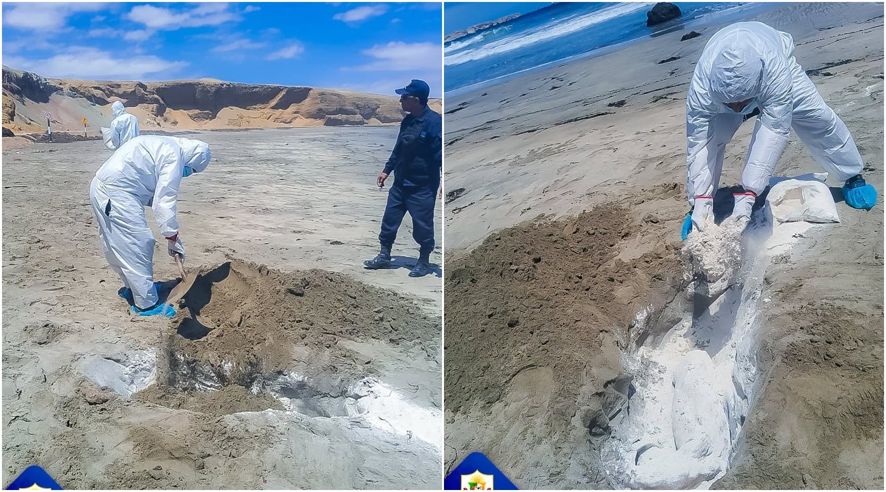 Nasca: cuatro lobos marinos fueron hallados sin vida en la playa El Silencio en Marcona