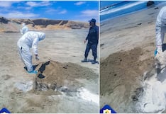 Nasca: cuatro lobos marinos fueron hallados sin vida en la playa El Silencio en Marcona
