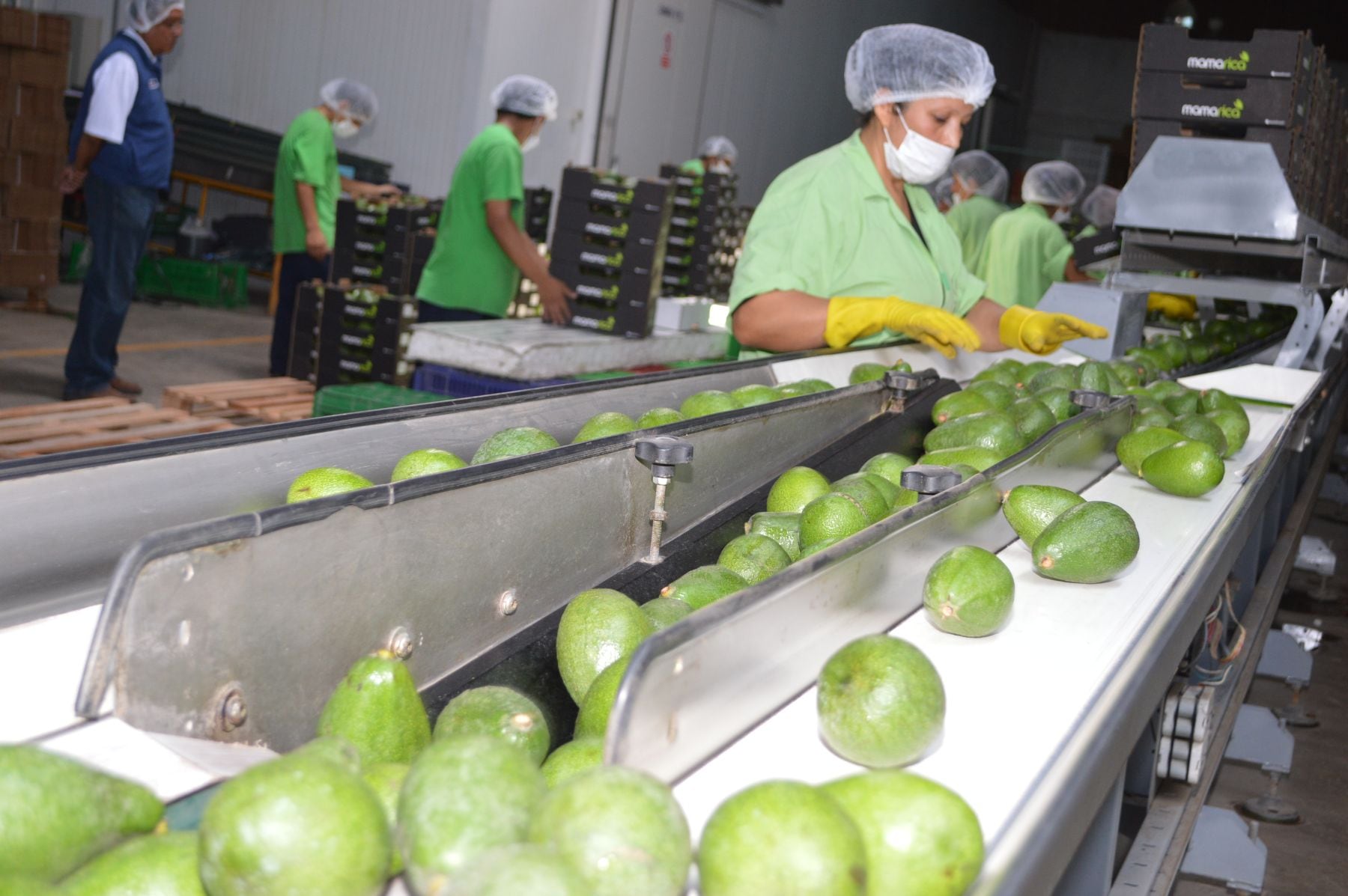 Agroexportaciones crecieron 3.6% durante el primer semestre