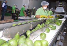 Agroexportaciones crecieron 3.6% durante el primer semestre
