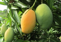 Arequipa: 55 hectáreas de cultivos serán protegidas contra la mosca de la fruta en Condesuyos