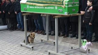 Turquía: Perro sigue visitando la tumba de su dueño