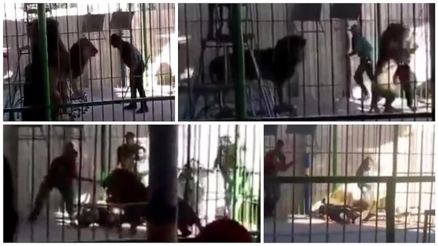 ​Impactante: león atacó a domador en pleno show para niños (VIDEO)
