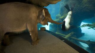 FOTO: Amor a primera vista...Elefanta conoce a león marino
