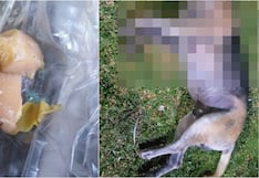 Pisco: denuncian envenenamiento masivo de perros en la Urb. San Pedro