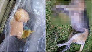 Pisco: denuncian envenenamiento masivo de perros en la Urb. San Pedro