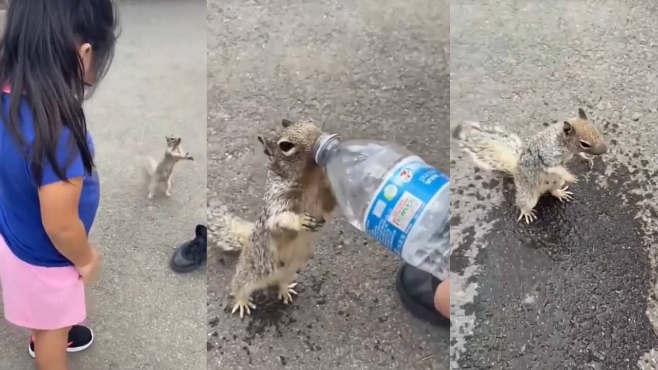 Una niña estuvo presente mientras la ardilla tomaba agua. (Foto: composición EC)