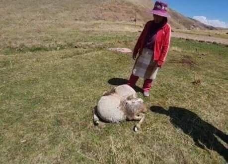 Ternera con malformación causó asombro. Foto/Difusión.
