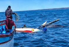 Piura: Una ballena vuelca una embarcación en el mar de Talara