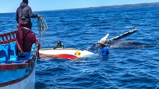 Piura: Una ballena vuelca una embarcación en el mar de Talara
