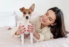Lima: 43% de mascotas no están esterilizadas y dueños consideran innecesaria la cirugía
