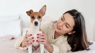 Lima: 43% de mascotas no están esterilizadas y dueños consideran innecesaria la cirugía