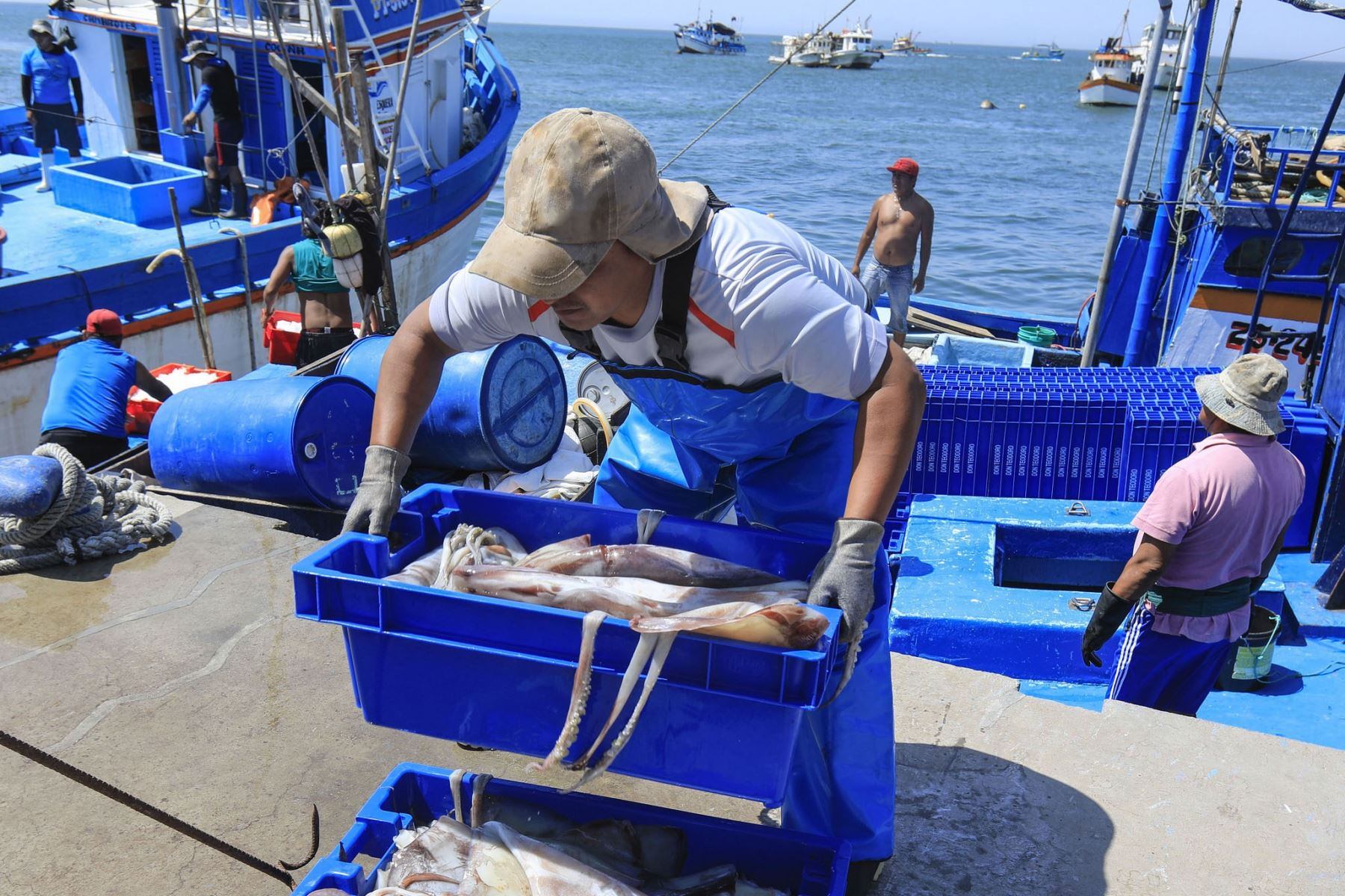 Pescadores artesanales retoman la pesca de la pota. Foto: Difusión.