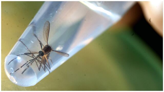 Zika: Primer caso de contagio de virus de una mujer a un hombre por vía sexual