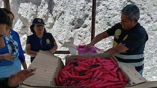 Destruyen cajas con “Mamá Rata” y un costal con avellanas y cohetones caseros