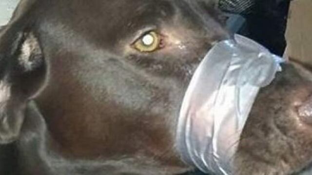 Faceb​ook: Policía investiga imagen publicada de perro amordazado en EE.UU