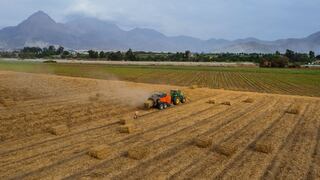 Trujillo: Transforman hojas de caña en abono orgánico