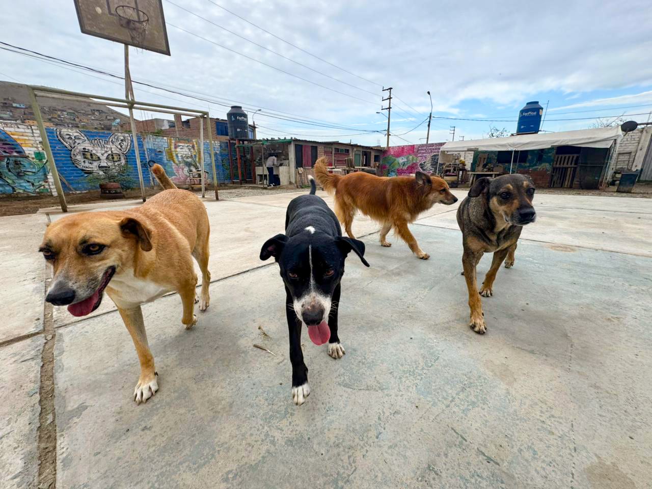 Toby, Panda, Luna y Lalo fueron trasladados el 21 de febrero desde la estación Naranjal del Metropolitano. Permanecerán temporalmente en un refugio mientras esperan adopción.