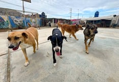 ATU informa que perros retirados del terminal Naranjal están en albergue en Ancón