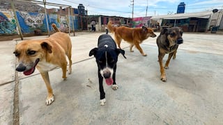ATU informa que perros retirados del terminal Naranjal están en albergue en Ancón