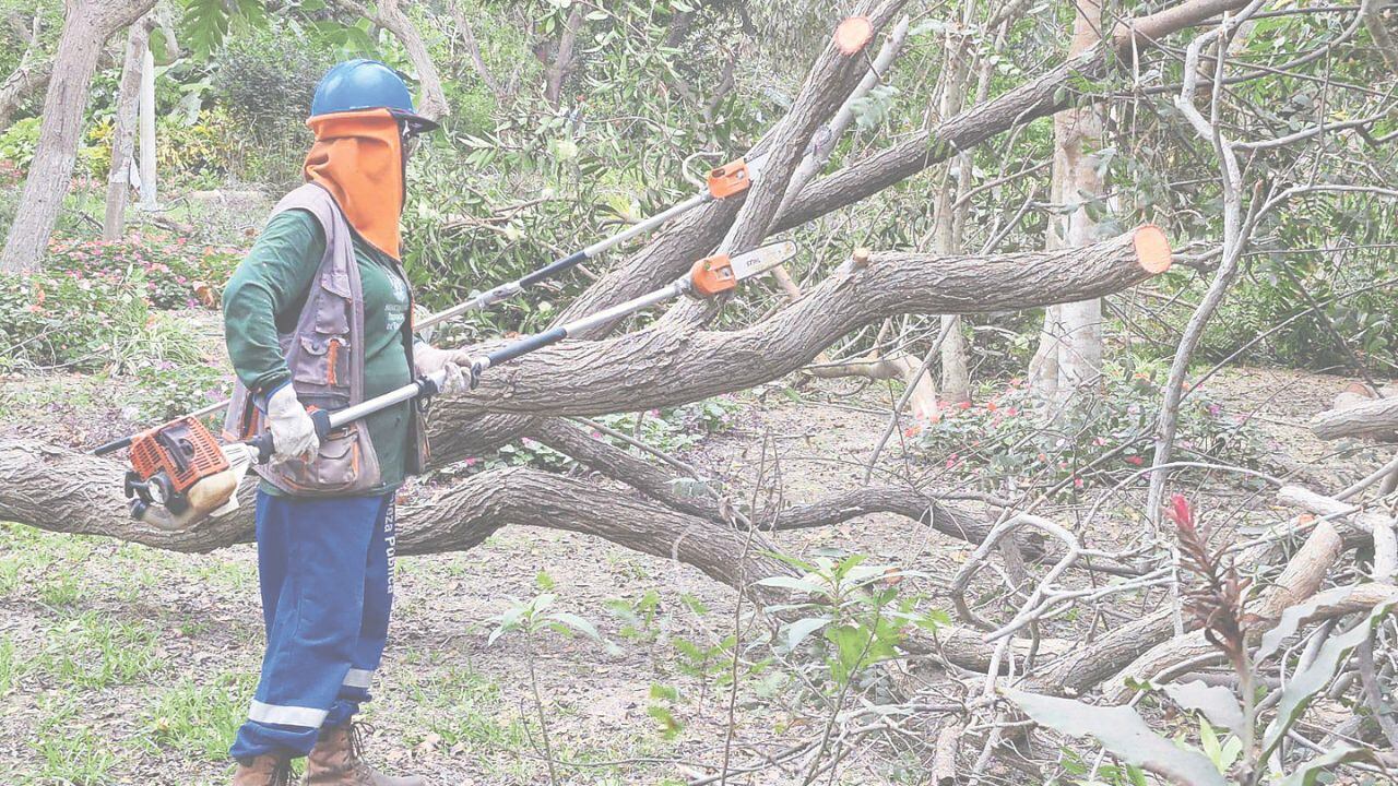 Se realiza el mantenimiento a 550 árboles que hay en la zona.