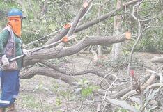 Jardín Botánico reabrirá sus puertas a la población de Trujillo