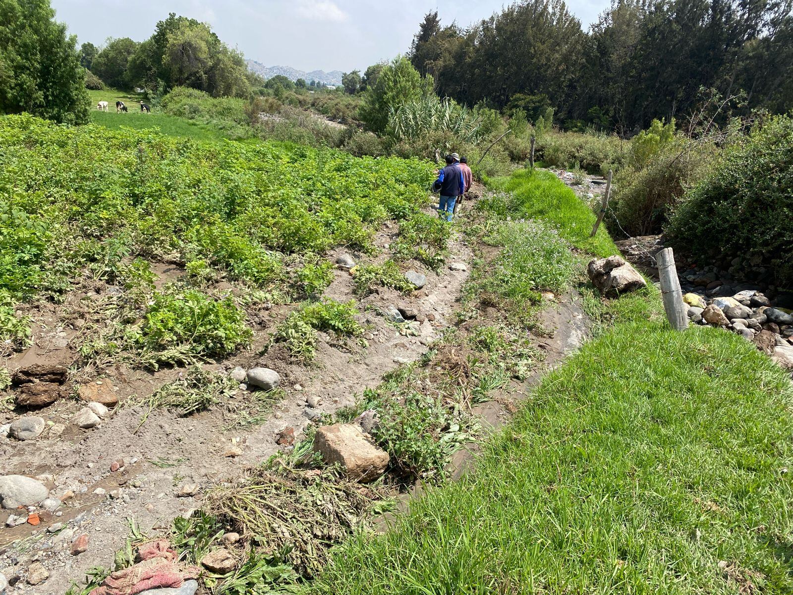 Cultivos se perdieron por ingreso de lodo y piedras. (Foto: GEC)