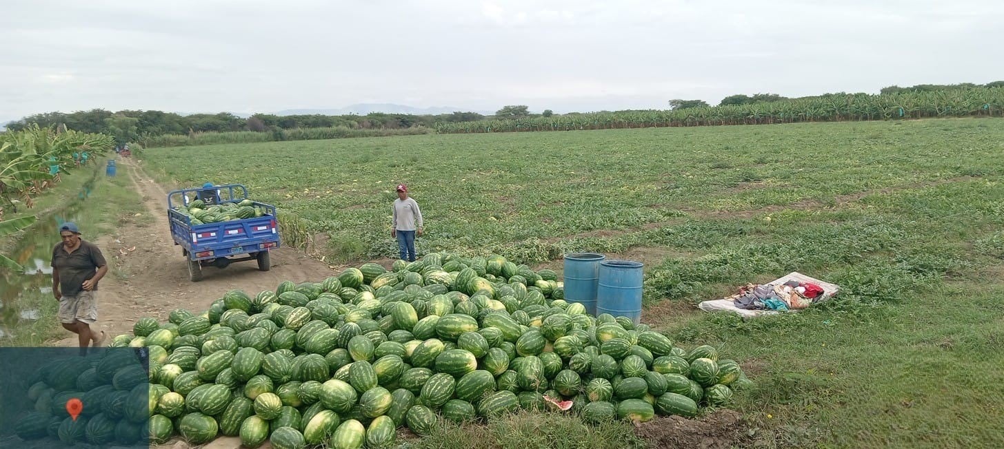 Impulsan la siembra de nuevos cultivos