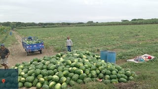 Piura: Promueven la producción de cultivos alternativos en reemplazo del banano orgánico