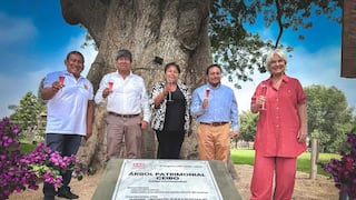 Chincha: Ceibo de 300 años es declarado “Árbol Patrimonial”