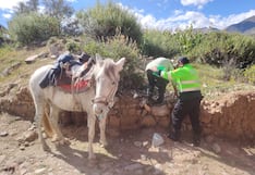 Tacna: Agricultor de 75 años cabalgó cuatro horas para ir a votar
