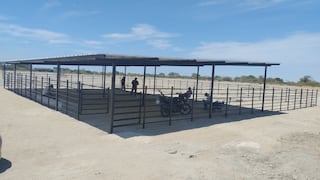 Gobierno Regional de Piura impulsa la producción de carne de caprino en Sechura