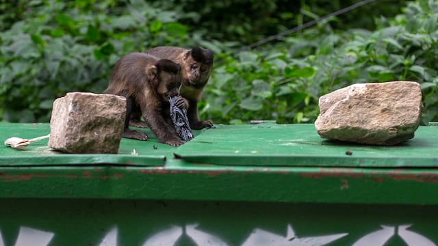 OMS: brote de viruela del mono no se debe a contagio de animales a humanos