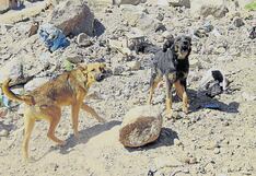 Arequipa: Nuevo caso de rabia canina en Miraflores