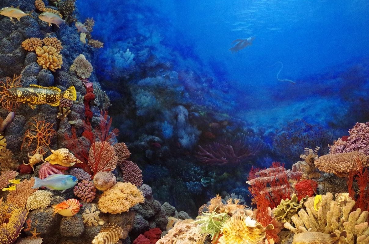El calentamiento del océano Pacífico altera las lluvias y aumenta los riesgos para la agricultura, los bosques y los ecosistemas marinos. La NOAA proyecta un episodio fuerte a muy fuerte hasta inicios de 2027, mientras científicos advierten de mayores impactos por el cambio climático.