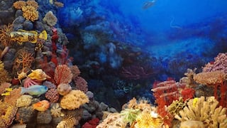El Niño 2026: sequías, inundaciones y amenaza a los arrecifes de coral del mundo