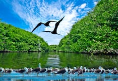 Piura: El Manglar de San Pedro es epicentro del turismo regional