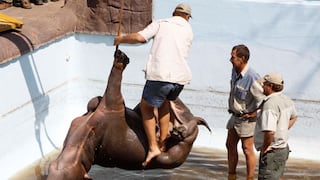 Hipopótamo murió atrapado en la piscina donde se refugió