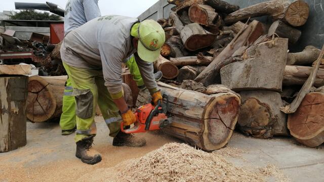 Jardineros reciclan 15 árboles muertos y los transforman en muebles para el distrito de Surco