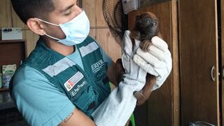 Serfor rescató 102 animales silvestres en lo que va del año en Arequipa