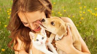 Besar a tus mascotas puede conllevar a tener problemas en el hígado, inflamación, entre otros malestares