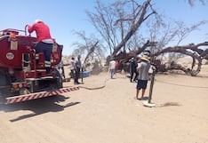 Palpa: agricultores evitan incendio de huarango milenario, símbolo histórico y ecológico