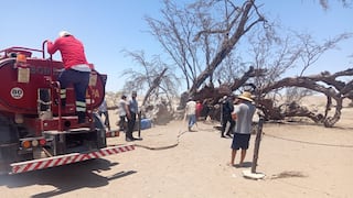 Palpa: agricultores evitan incendio de huarango milenario, símbolo histórico y ecológico